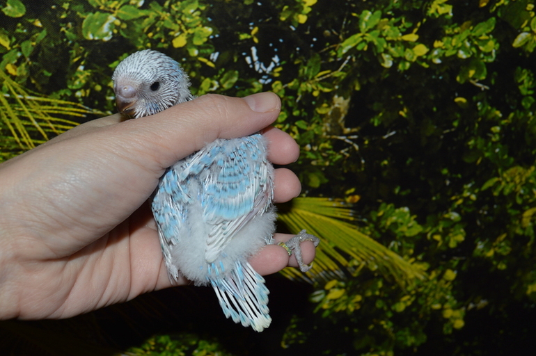 Птенчики подросли :)