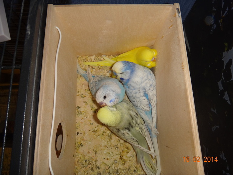 Птенцы старшие