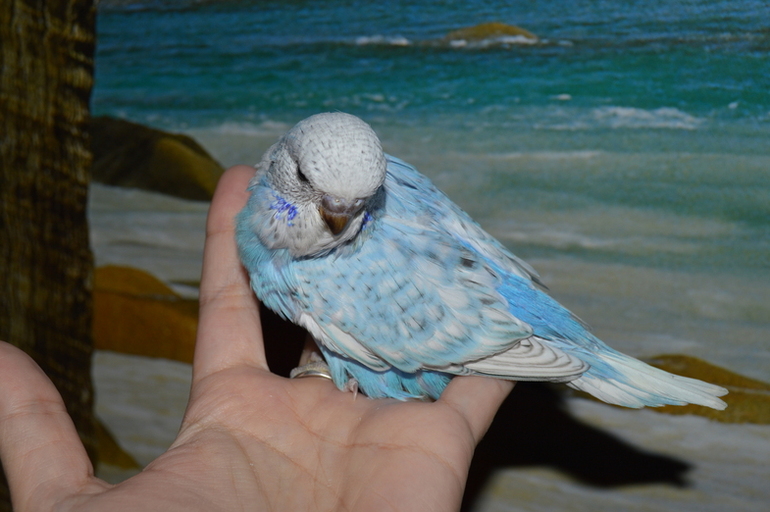 Птенчики подросли!