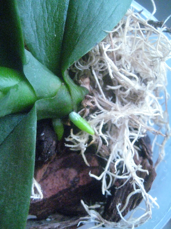 Мои Орхидейки