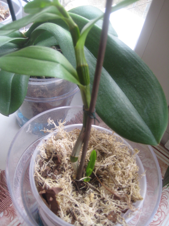 Мои Орхидейки