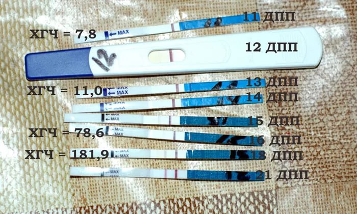 При отсутствии беременности хгч какой