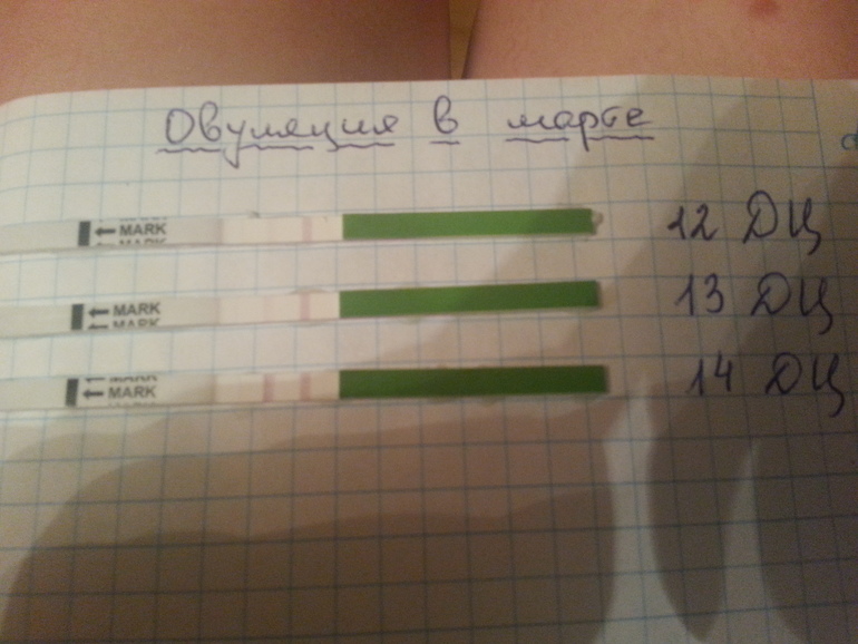 Овуляция завтра?:)