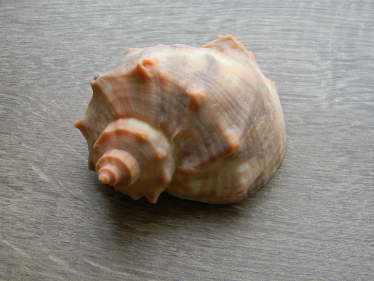 Новые формы