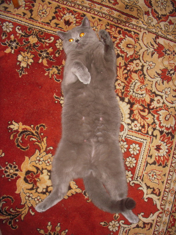 Мы всетаки беременные!!!ееее!!