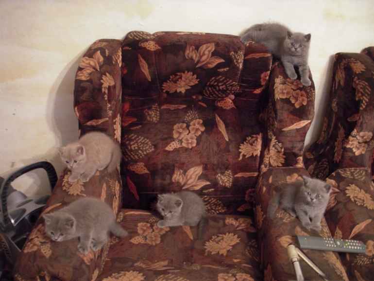 Плюшевое счастье!