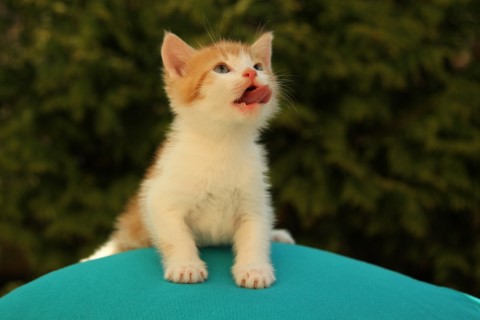 Рыжий малыш ищет семью