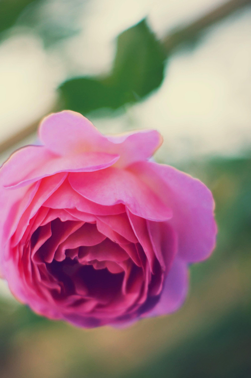 Контрольное задание № 28. Меняем цвет объекта на фотографии с помощью кривых