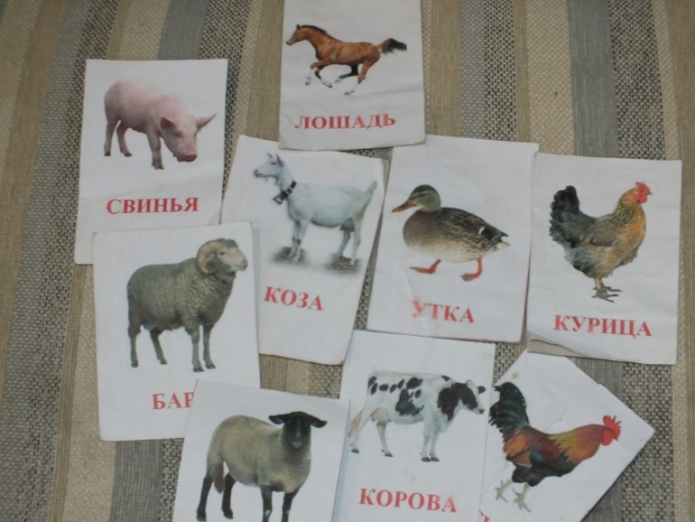 ТН Домашние животные.