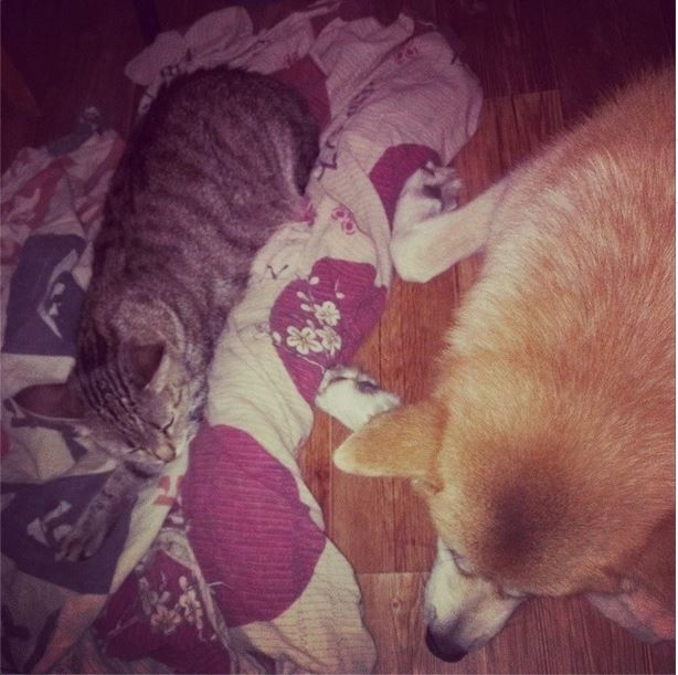 Воспитание ребенка по отношению к животным