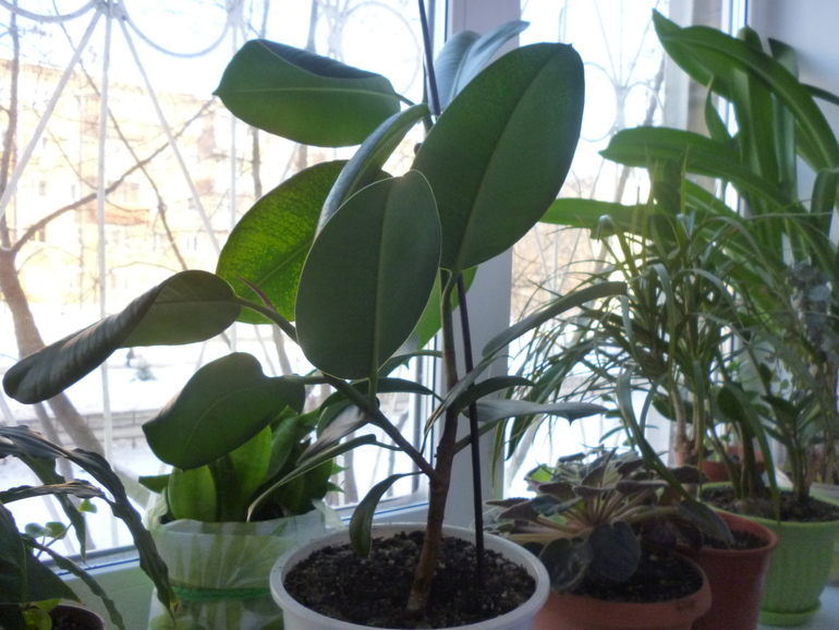 Фикус,Сансевиерия,Апельсин