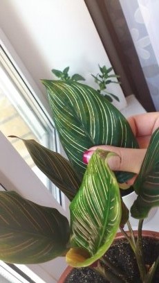 Девочки помогите!