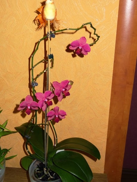 Орхидейное счастье