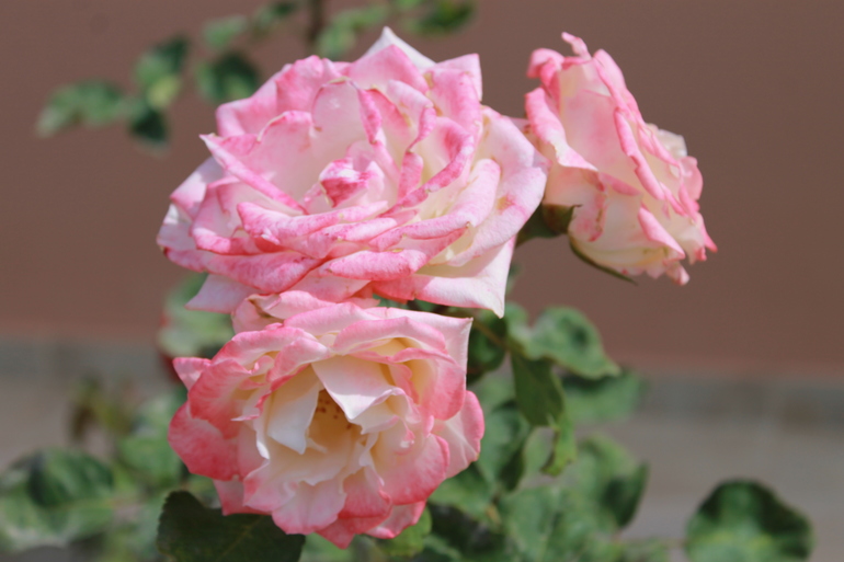 Наш отдых: май, Греция, о. Родос (много фото)