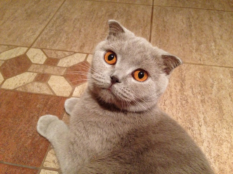 Девочки,ищу кота британца