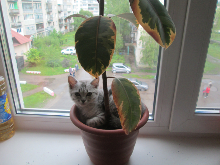 Фиговый из меня садовник!