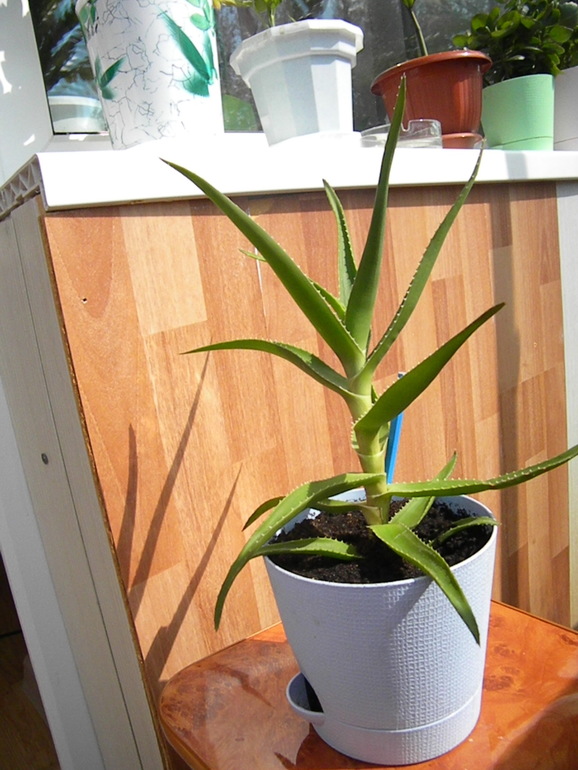 Моя оранжерея!