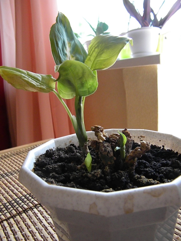 Моя оранжерея!