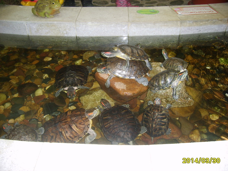 Кукольный театр 30.03.2014г.