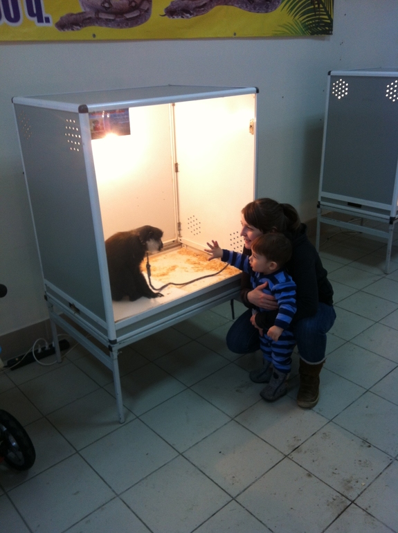 Стрижка и обезъянки