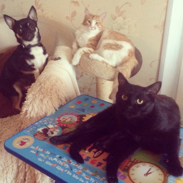 Взлет 74 день 9