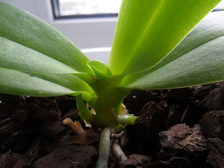 Мамашка - трудоголик