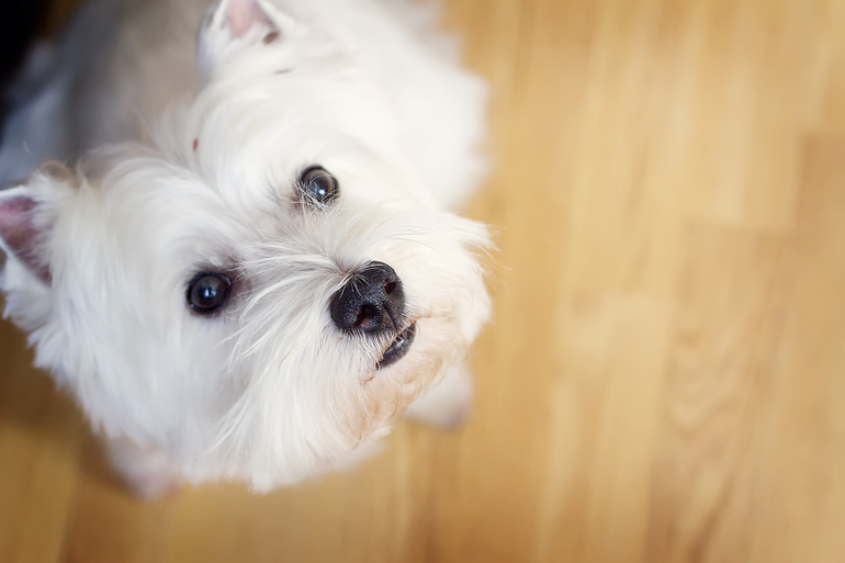 Красота моя)