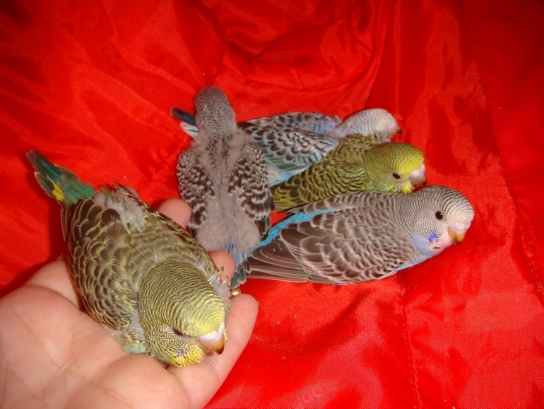 Мои попики!))))