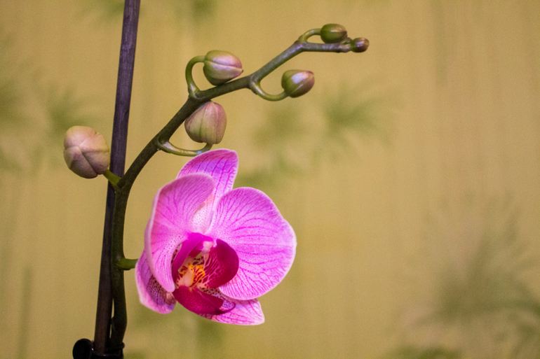 Распустилась!!!