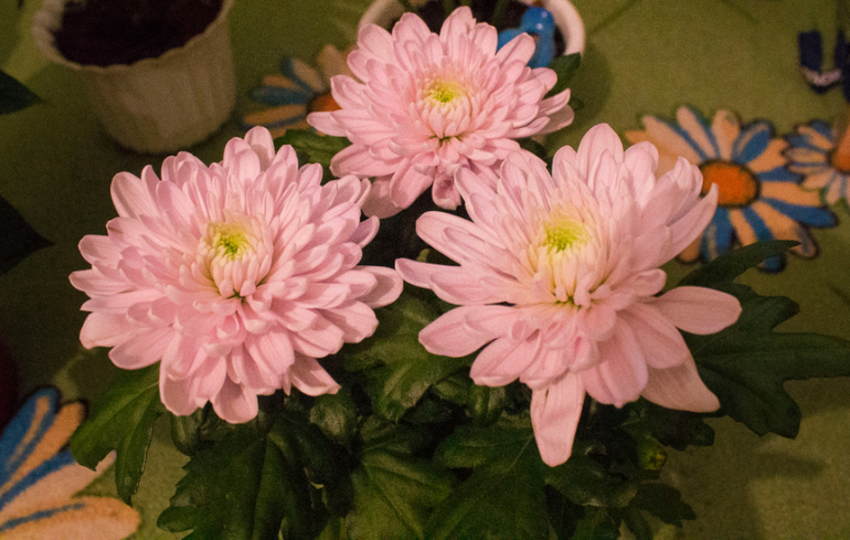 Большоооой цветопост!!!