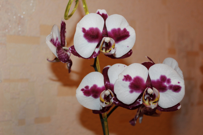 Орхидея зацвела, и радует глаз