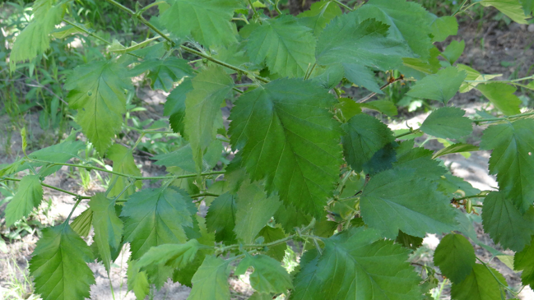 Помогите опознать кустарники и вредителя!