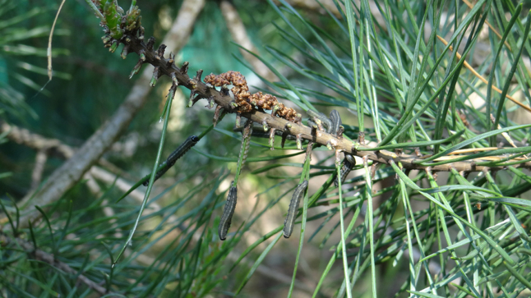 Помогите опознать кустарники и вредителя!