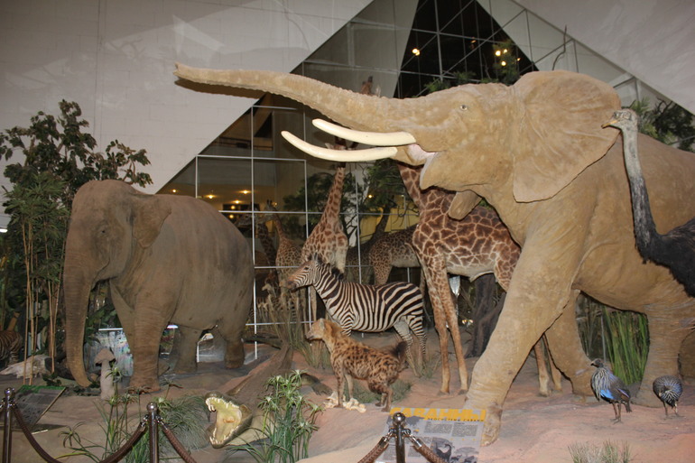 В Дарвиновском музее