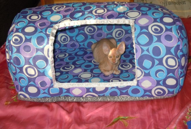 Наш любимый кот.