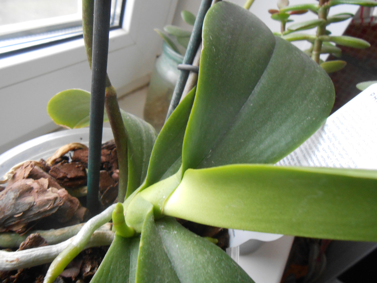 Фаленопсисы.)