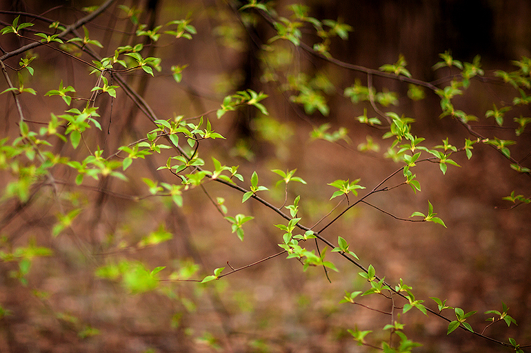 Весне дорогу!