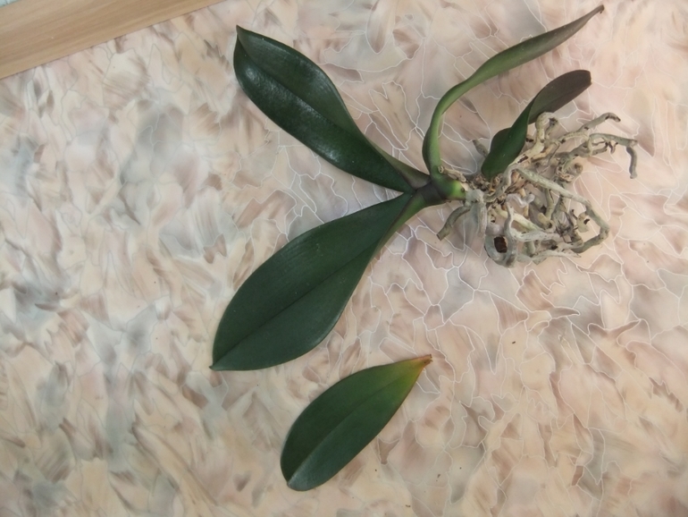 Орхидейка теряет листья(