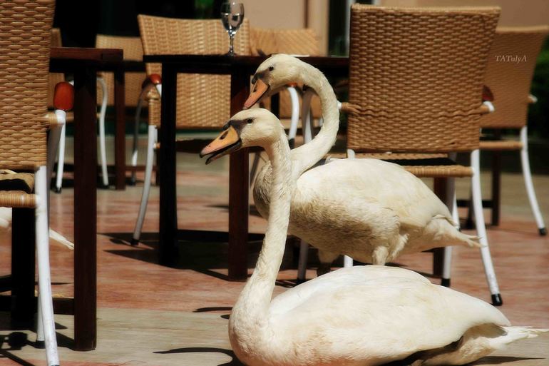 Отличный отдых в IC Green Palace, Турция, сентябрь 2013.