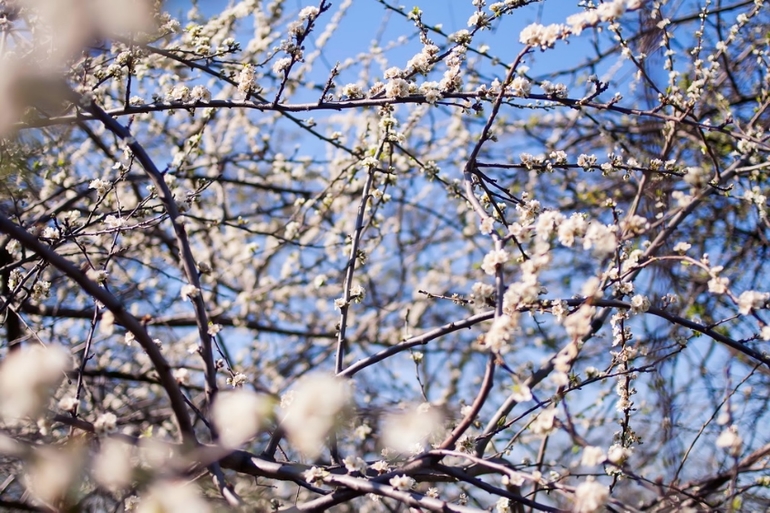 К вопросу о том, когда зацветет Коломенский парк