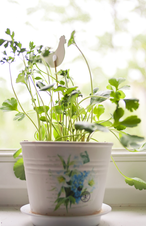 Рассада помидор и др.