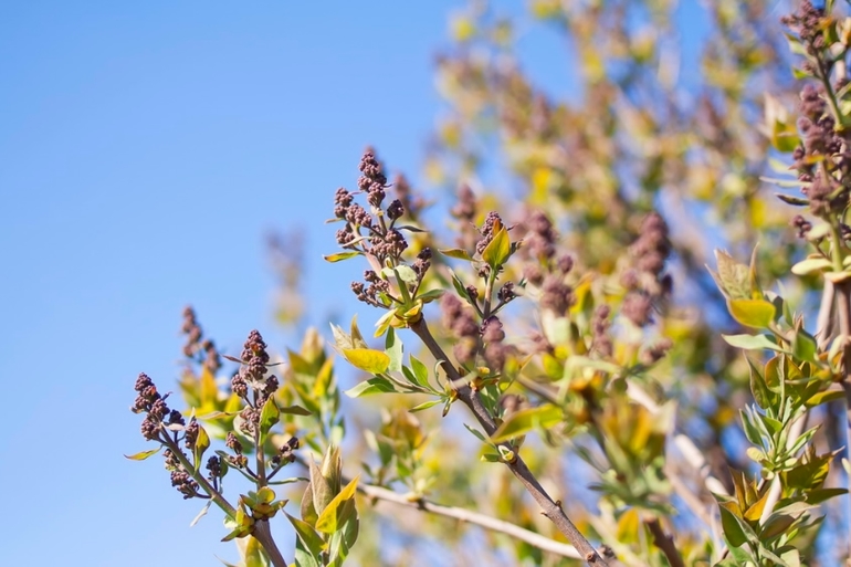 К вопросу о том, когда зацветет Коломенский парк