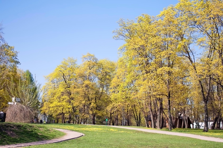 К вопросу о том, когда зацветет Коломенский парк