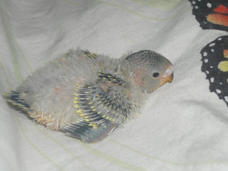 Кеша+Ксюша=птенчики!