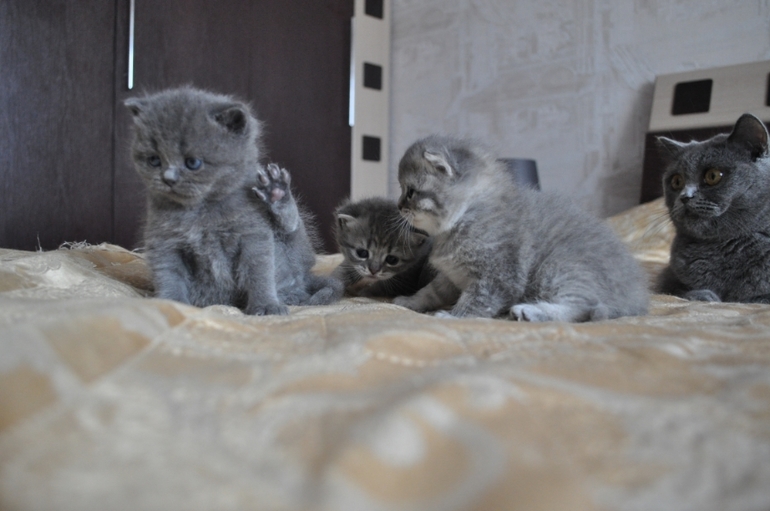 Наши котятки...