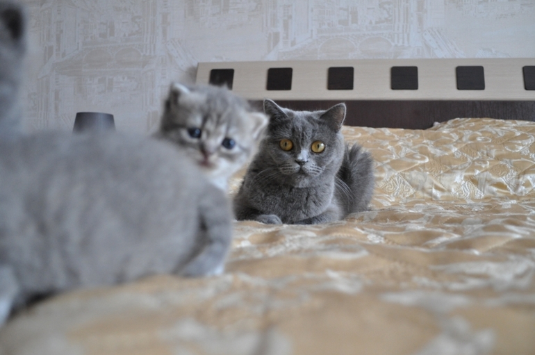 Наши котятки...
