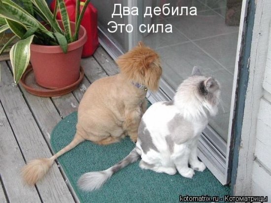 Котики))