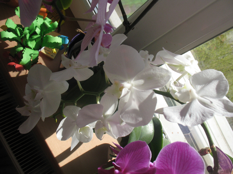 Мои орхидейки