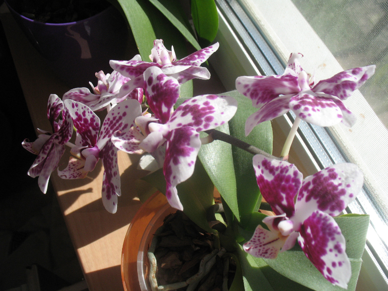 Мои орхидейки