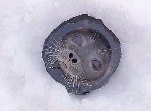 Порция пятничного позитива:)